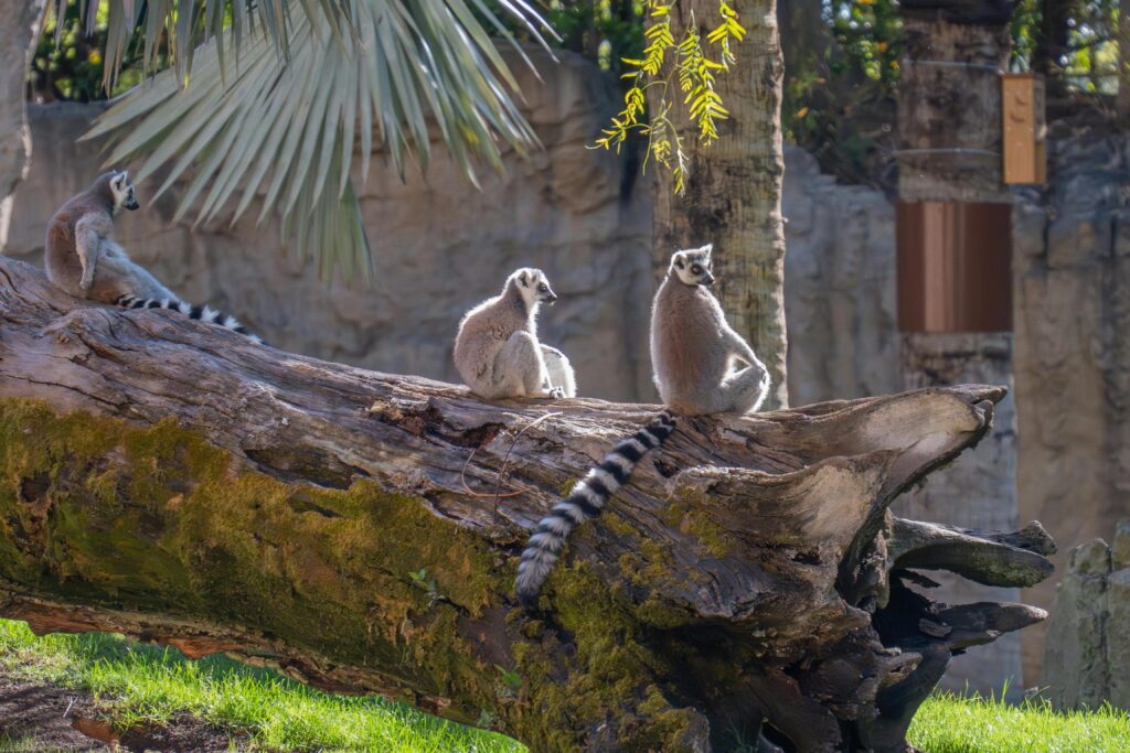 Trois lémuriens catta observés dans leur habitat naturel à Madagascar, attraction incontournable d’un voyage nature